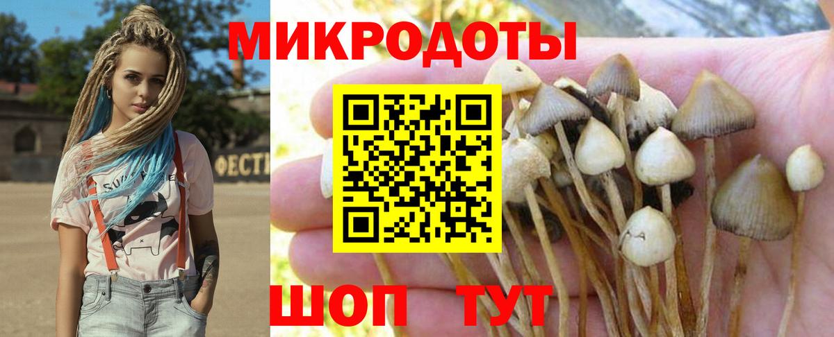 Псилоцибиновые грибы Psilocybe Алушта